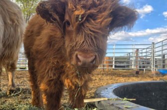 price-of-mini-highland-cows_orig