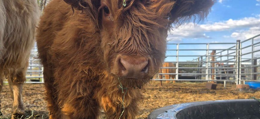 price-of-mini-highland-cows_orig