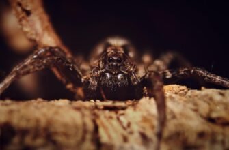 what-does-a-brown-lacrosse-spider-look-like-id-guide
