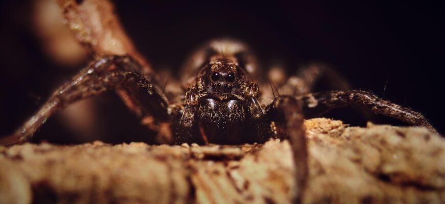 what-does-a-brown-lacrosse-spider-look-like-id-guide