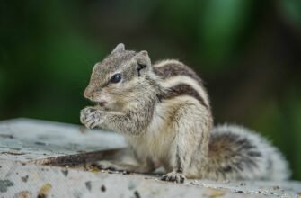 what-does-a-chipmunk-eat-diet-and-feeding-habits
