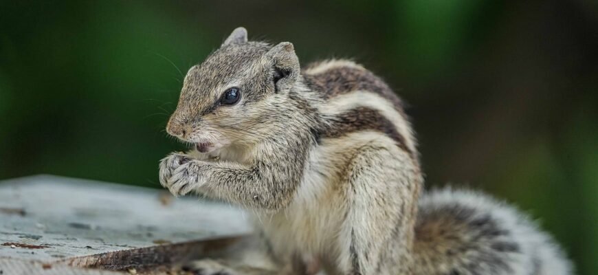 what-does-a-chipmunk-eat-diet-and-feeding-habits