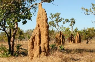 what-does-a-termite-look-like-identification-guide
