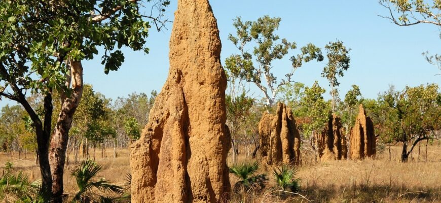 what-does-a-termite-look-like-identification-guide