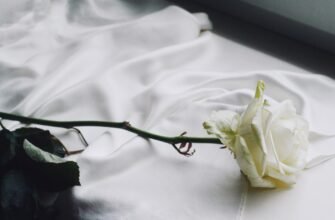 what-does-a-white-rose-represent-symbolism-explained