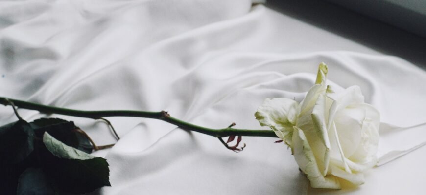 what-does-a-white-rose-represent-symbolism-explained