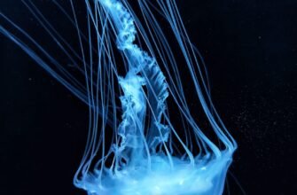 what-does-jellyfish-eats-diet-and-feeding-habits