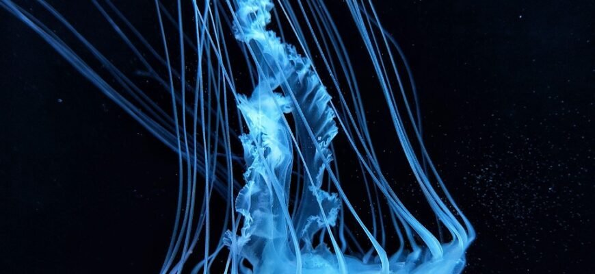 what-does-jellyfish-eats-diet-and-feeding-habits