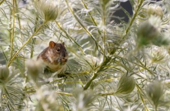 what-does-rat-droppings-look-like-identification-guide
