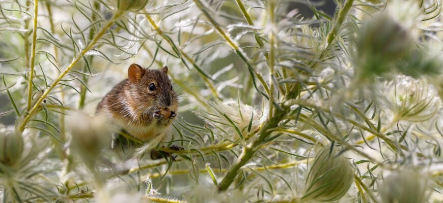 what-does-rat-droppings-look-like-identification-guide